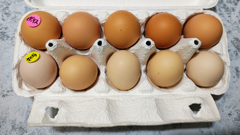 ボリスブラウンとさくら