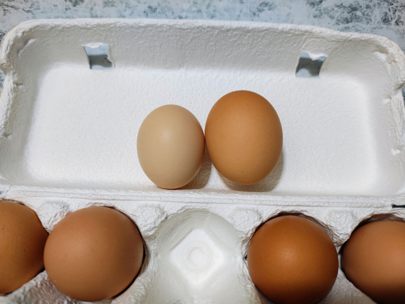 さくらとボリスブラウンの大きさ比較